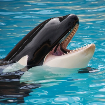 Marine life at Loro Parque and the coasts of Puerto de la Cruz